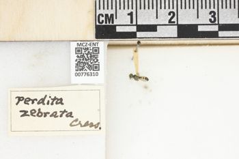 Media type: image;   Entomology 776310 Aspect: Labels